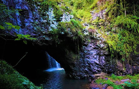 Rainforest & Waterfalls Extravaganza - Tweed Heads Accommodation 5