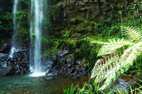 Private Tour - Rainforest & Waterfalls Extravaganza - Tweed Heads Accommodation 1