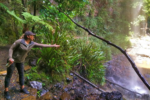 Private Tour - Rainforest & Waterfalls Extravaganza - Tweed Heads Accommodation 4