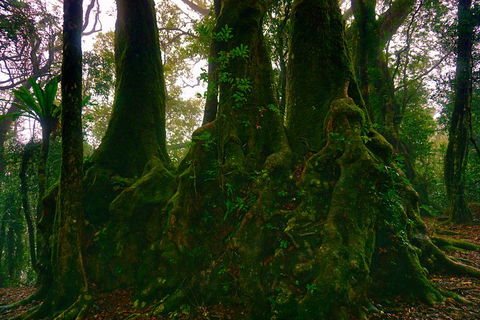 Private Tour - Rainforest & Waterfalls Extravaganza - Tweed Heads Accommodation 5