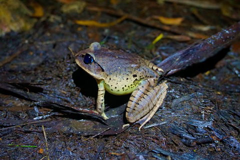 Glow Worms Private Tour - Nocturnal Rainforest Walk - Tweed Heads Accommodation 0