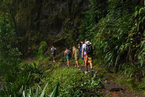 Glow Worms Private Tour - Nocturnal Rainforest Walk - Tweed Heads Accommodation 1