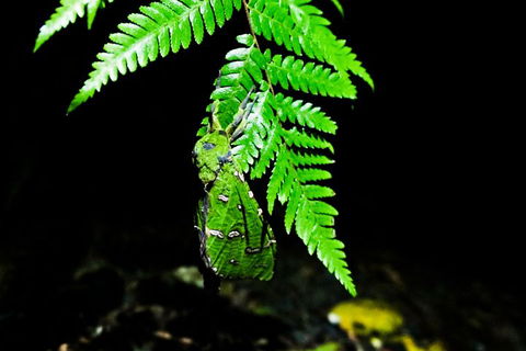 Glow Worms Private Tour - Nocturnal Rainforest Walk - Tweed Heads Accommodation 2