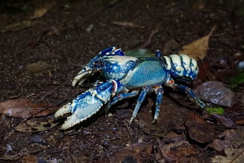 Glow Worms Private Tour - Nocturnal Rainforest Walk - Tweed Heads Accommodation 4