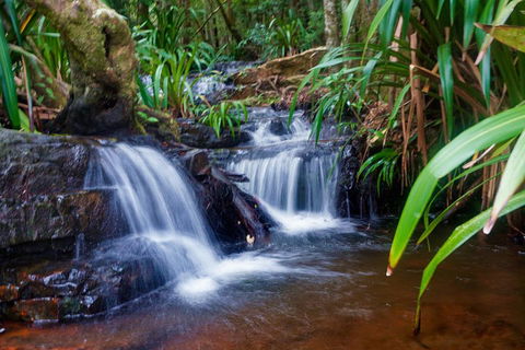 Glow Worms Private Tour - Nocturnal Rainforest Walk - Tweed Heads Accommodation 5