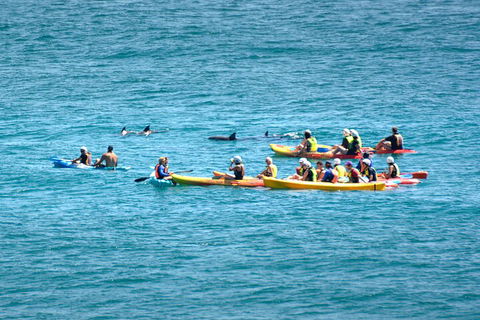 The Byron Bay Sea Kayak Tour - Tweed Heads Accommodation 1