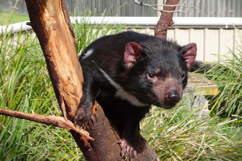 Tasmania 6 Day 'Tour In Circle' - Tweed Heads Accommodation 1