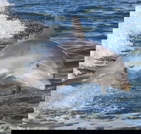 Noosa Oceanrider Scenic Dolphin Safari - Tweed Heads Accommodation