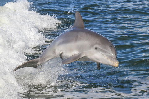 Noosa Oceanrider Scenic Dolphin Safari - Tweed Heads Accommodation 0