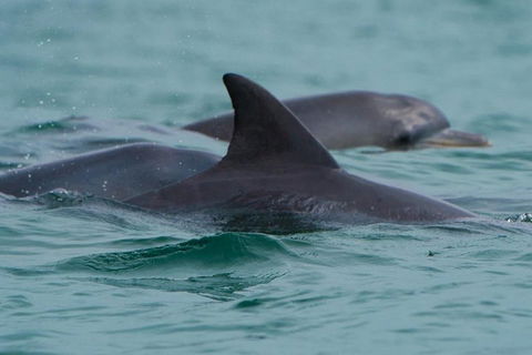 Noosa Oceanrider Scenic Dolphin Safari - Tweed Heads Accommodation 1