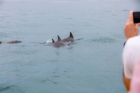 Noosa Oceanrider Scenic Dolphin Safari - Tweed Heads Accommodation 2