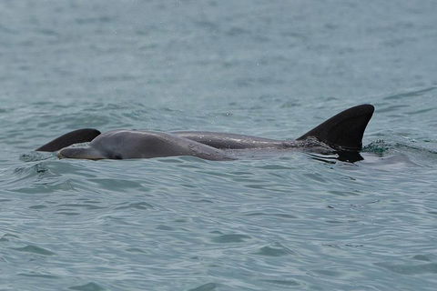 Noosa Oceanrider Scenic Dolphin Safari - Tweed Heads Accommodation 3