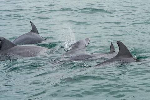 Noosa Oceanrider Scenic Dolphin Safari - Tweed Heads Accommodation 5