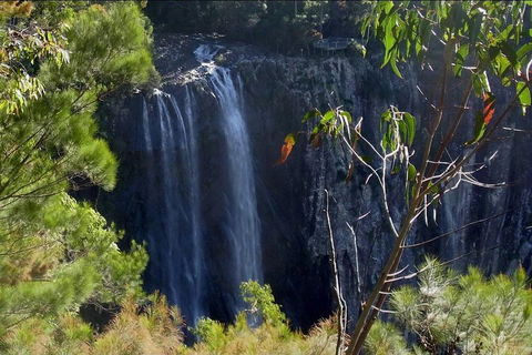 Byron Bay Hinterland Tour Including Rainforest Walk To Minyon Falls - Tweed Heads Accommodation 0