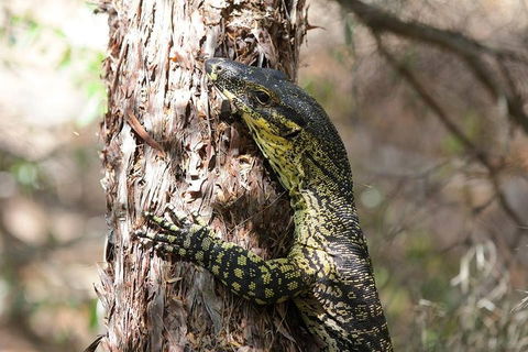 Byron Bay Hinterland Tour Including Rainforest Walk To Minyon Falls - Tweed Heads Accommodation 1