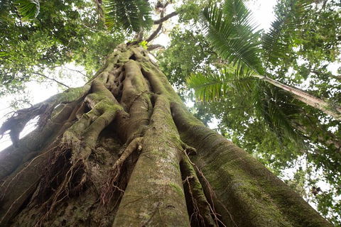 Byron Bay Hinterland Tour Including Rainforest Walk To Minyon Falls - Tweed Heads Accommodation 2
