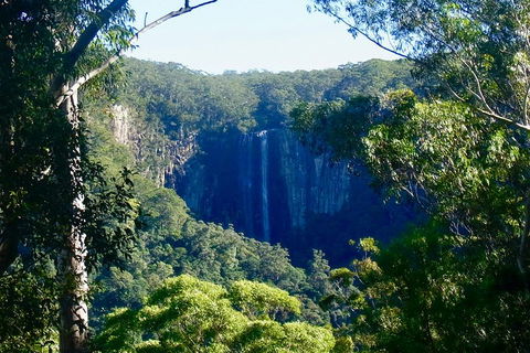 Byron Bay Hinterland Tour Including Rainforest Walk To Minyon Falls - Tweed Heads Accommodation 4