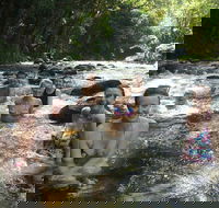 Daintree Rainforest Cape Tribulation Mossman Gorge Small-Group Day Tour - Tweed Heads Accommodation