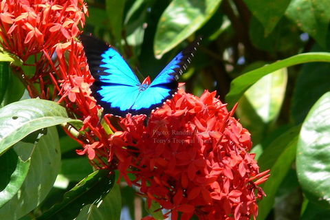 Daintree Rainforest, Cape Tribulation, Mossman Gorge Small-Group Day Tour - Tweed Heads Accommodation 2
