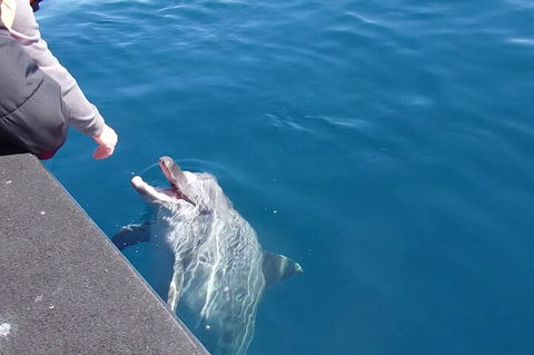 Noosa Thriller - 500hp Ocean Adventure Ride - Tweed Heads Accommodation 0