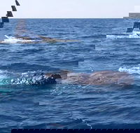 Noosa Whale Watching - Tweed Heads Accommodation