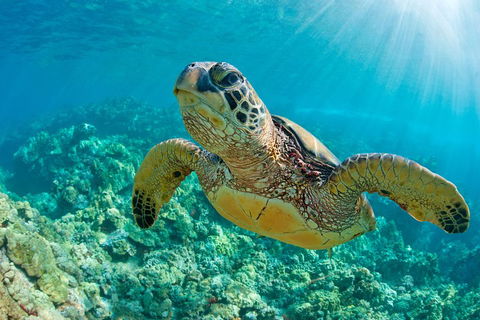 All Inclusive Tangalooma Wrecks Cruise Tour From Gold Coast - Tweed Heads Accommodation 4