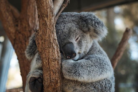Sydney Taronga Zoo General Entry Ticket - Tweed Heads Accommodation 3