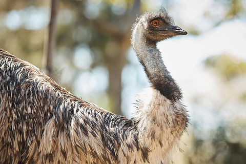 Sydney Taronga Zoo General Entry Ticket - Tweed Heads Accommodation 4