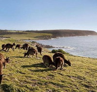 Kangaroo Island Personal Group Tours - Tweed Heads Accommodation