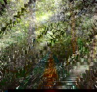 O'Reilly's  Lamington National Park from Gold Coast - Tweed Heads Accommodation