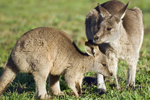 LGBT+ Friendly Full Day Phillip Island Private Tour - Tweed Heads Accommodation 3