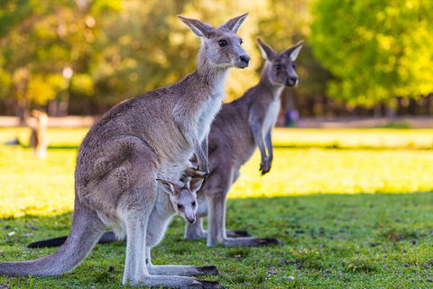 LGBT+ Friendly Full Day Phillip Island Private Tour - Tweed Heads Accommodation 4