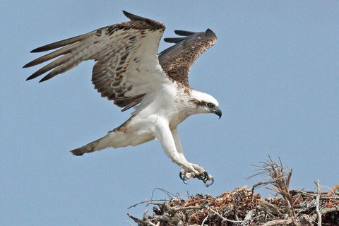 Pink Lake + Abrolhos Islands Nature Tour - Tweed Heads Accommodation 3