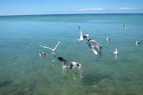 Pink Lake + Abrolhos Islands Nature Tour - Tweed Heads Accommodation 5