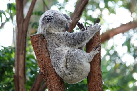 Small-Group Blue Mountains Tour With A Local Guide - Tweed Heads Accommodation 2
