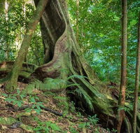 Private Daintree Mossman Gorge Exclusive Nature and Wildlife Focus - Tweed Heads Accommodation