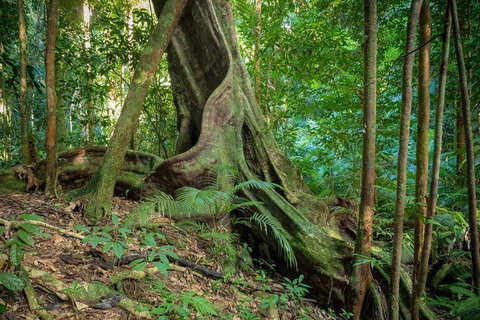 Private Daintree Mossman Gorge Exclusive Nature And Wildlife Focus - Tweed Heads Accommodation 0