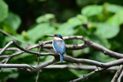 Private Daintree Mossman Gorge Exclusive Nature And Wildlife Focus - Tweed Heads Accommodation 1