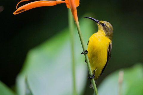 Private Daintree Mossman Gorge Exclusive Nature And Wildlife Focus - Tweed Heads Accommodation 2