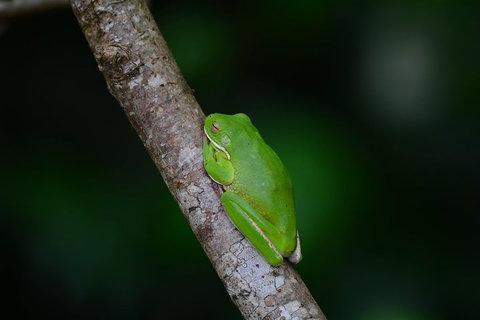 Private Daintree Mossman Gorge Exclusive Nature And Wildlife Focus - Tweed Heads Accommodation 3