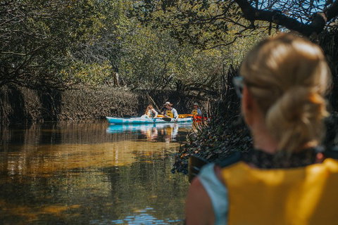 Kayak Tour In Adelaide Dolphin Sanctuary - Tweed Heads Accommodation 0