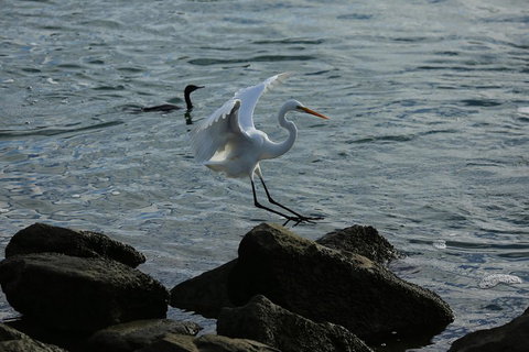 Kayak Tour In Adelaide Dolphin Sanctuary - Tweed Heads Accommodation 1