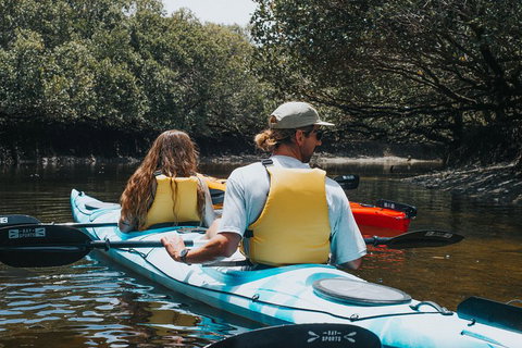 Kayak Tour In Adelaide Dolphin Sanctuary - Tweed Heads Accommodation 2