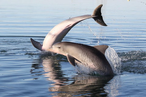 Kayak Tour In Adelaide Dolphin Sanctuary - Tweed Heads Accommodation 5