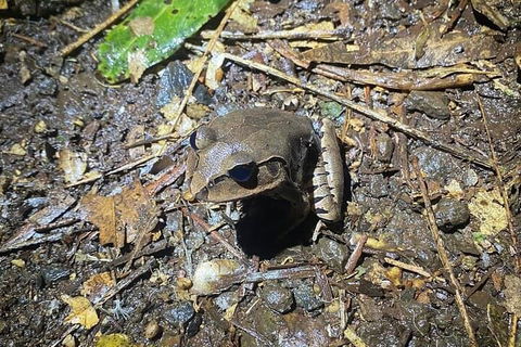 Evening Rainforest & Glow Worm Experience - Tweed Heads Accommodation 1