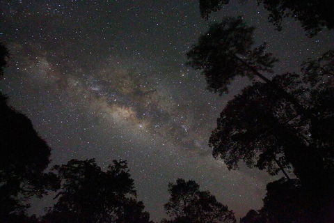 Evening Rainforest & Glow Worm Experience - Tweed Heads Accommodation 4