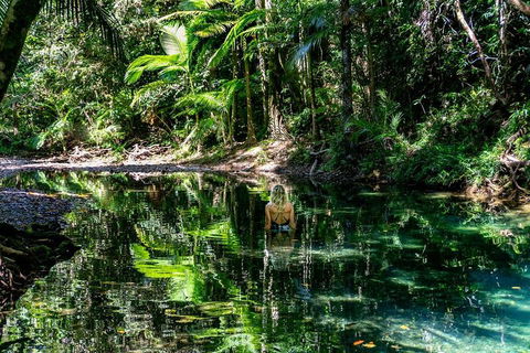 Daintree And Cape Tribulation Full Day Guided Tour - Tweed Heads Accommodation 1