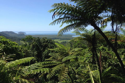 Daintree And Cape Tribulation Full Day Guided Tour - Tweed Heads Accommodation 2