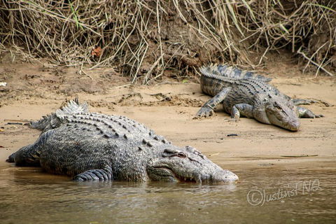 Daintree And Cape Tribulation Full Day Guided Tour - Tweed Heads Accommodation 3