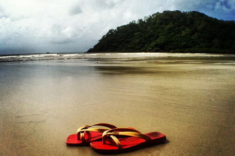 Daintree And Cape Tribulation Full Day Guided Tour - Tweed Heads Accommodation 4